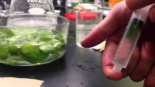 Photosynthesis in Leaf Disks Experiment [upl. by Rawdan957]