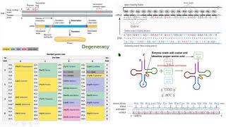 código genético tRNA codón anticodón ORF traducción biología molecular biology [upl. by Anela]