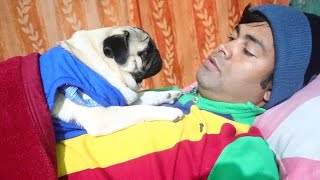 Sleeping Pug Charm  Pug Cuteness Overload  Pug sleeping with owner [upl. by Azral]