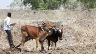 Oxen ploughing [upl. by Henderson]