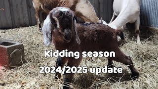 Update on our kidding season 20242025 [upl. by Klusek]