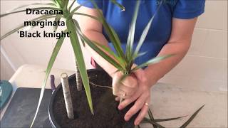 How to Prune amp Propagate your Draceana plants [upl. by Liek]