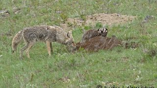 Rare  A Badger and a Coyote Hunting Together [upl. by Nahem481]