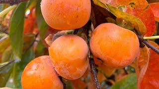 Autumn Season2024 Persimmon Season at Raeburn Orchards 4 Raeburn Rd Roleystone Perth WA [upl. by Anialam]