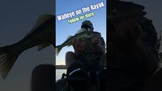 NICE Minnesota WALLEYE Kayak Fishing on the Mississippi River kayak walleye fishing [upl. by Dirrej]