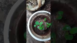 Hibiscus Seedling Plants Repoting floweringplant  gardening [upl. by Gibb532]