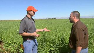 Sesame Production and Weed Control [upl. by Christmann133]