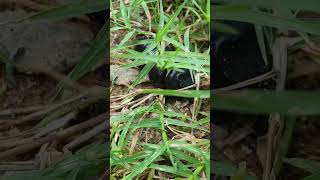 millipede millipedes babyanimals frogging animals amazingfish shortsvide birds shorts 14 [upl. by Melody]