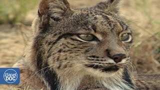 Iberian Lynx  Full Documentary [upl. by Cesya]