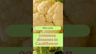 Common diseases in cauliflower plant [upl. by Ella]