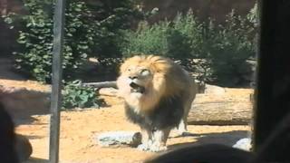 A visit to Colchester Zoo in 1997 [upl. by Nawak]