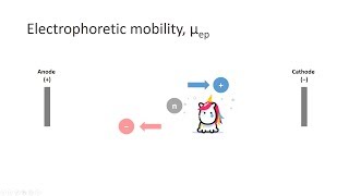 Capillary Electrophoresis Part 3 Electrophoretic mobility [upl. by Ottinger487]