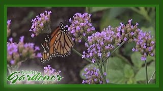 Butterfly and Hummingbird attractor plants  Volunteer Gardener [upl. by Ecinej119]