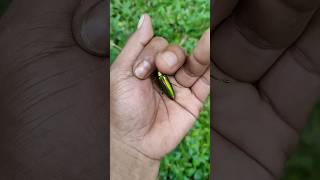 the largest shiny beetle I have ever found of its kind insects nature beautifulinsects [upl. by Yluj]