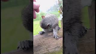 I made friends with Cyril the baby squirrel babysquirrels [upl. by Dominga]