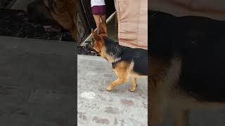 Original German shepherd ki pahchan kaise karen 🤔viralvideos germanshepherd youtube [upl. by Uund590]