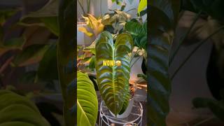 Philodendrons Anthuriums PHILODENDRONS houseplants plants philodendron [upl. by Wanfried93]