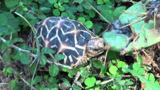 Star Tortoise Wild in Sri Lanka [upl. by Pulchi]