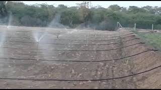 Mini sprinkler irrigation system [upl. by Aneehc]