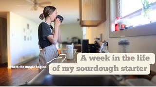 My EASY go to sourdough recipes as a mom of 2 [upl. by Merritt]