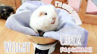 Guinea Pig Weight Check [upl. by Olnay]