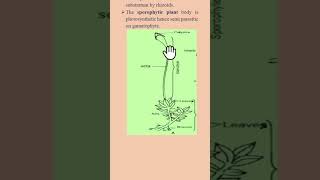 Alternation of generation Funaria bryophytes 1stsemesterexam biology Life cycle of Funaria [upl. by Akapol]