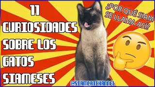 11 Curiosidades Sobre Los Gatos Siameses  SiamCatChannel [upl. by Artur25]