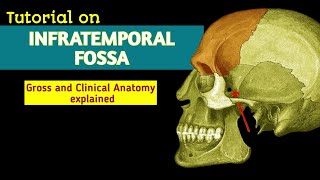 Infratemporal Fossa  Gross amp Clinical Anatomy  By AnatomyHub [upl. by Abad]