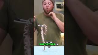 COPPER HEAD VIPERS SNAKE REPTILE COPPERHEAD [upl. by Kayley]