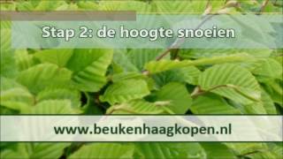 Snoeien beukenhaag instructiefilm met tips [upl. by Nwahsram]