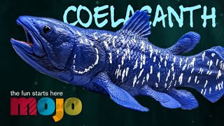 Mojo Fun Coelacanth Review [upl. by Eiramit]