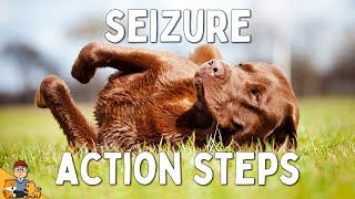 What to Do When Your Dog has a Seizure [upl. by Jolyn711]