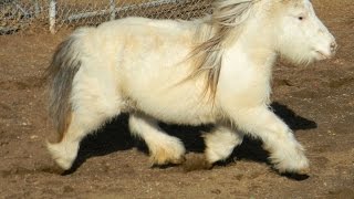 pony horse miniature size available in different colors 03459442750 Zain Ali farming in Pakistan [upl. by Mosira34]