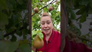 Amazing PEAR tree that can survive 13F 25C fruittrees pear homegrown gardeningforbeginners [upl. by Polard]