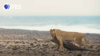 Extraordinary Lion Behavior Caught on Camera [upl. by Nnylkcaj]