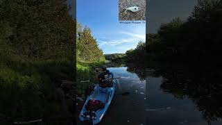 Rock Bass on Crooked Creek  Kayak Fishing  Bonafide RVR 119  Nature [upl. by Geordie]