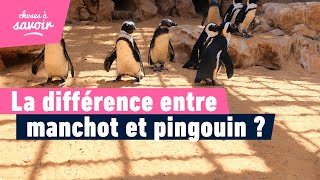 Quelle est la différence entre manchots et pingouins [upl. by Nah153]