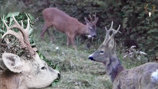 Bockjagd 2023  In den Auen der Sava  Hunting Roebucks in the Sava floodplains [upl. by Silbahc]