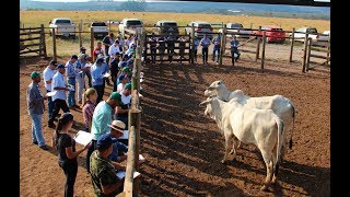 Dinâmica de Acasalamento Dirigido  Faz Mundo Novo Nelore Lemgruber  Curso EXPOGENÉTICA 2019 [upl. by Ateuqirne]