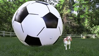 Puppy vs GIANT Soccer Ball Cute Puppy Dog Indie Gets Soccer Ball Surprise [upl. by Akcirre]