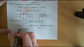 Ion Channels and Cancer Part 3 [upl. by Eleinad]