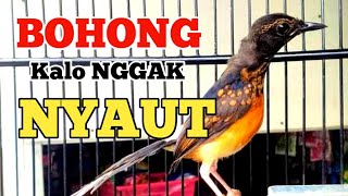 HITUNGAN DETIK Murai trotol ngeplong dan murai batu pastol bunyi gacor  Kretekan murai batu [upl. by Featherstone302]