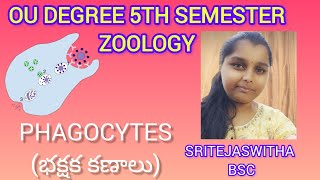 Osmania University BSC 5th SemesterZoologyTopicPhagocytesభక్షక కణాలు [upl. by Yrelav]