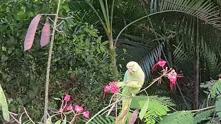 Rose ringed parakeet binging on Gulmohar seeds in the evening at Pune Maharashtra India [upl. by Anora]