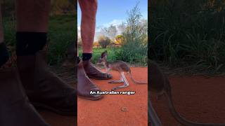 How An Australian Ranger Rescued Lost Baby Kangaroos [upl. by Nagaek]