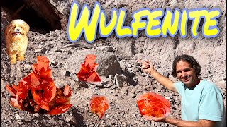 World Famous Red Cloud Mine Wulfenite  Finally made it there [upl. by Irene]