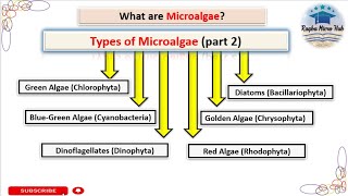 Types of microalgae Chlorophyta diatoms cyanobacteria Chrysophyta Dinophyta Rhodophyta algae [upl. by Eniamahs]