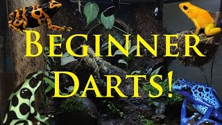 Best Beginner Dart Frogs [upl. by Dahl]