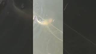 Fish telugu shortvideo fishing telugu video fish🐠🐠🐟 [upl. by Caddaric397]