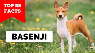 99 of Basenji Owners Dont Know This [upl. by Melanie]